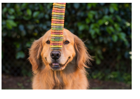 クッキーを鼻に載せバランスをとる犬